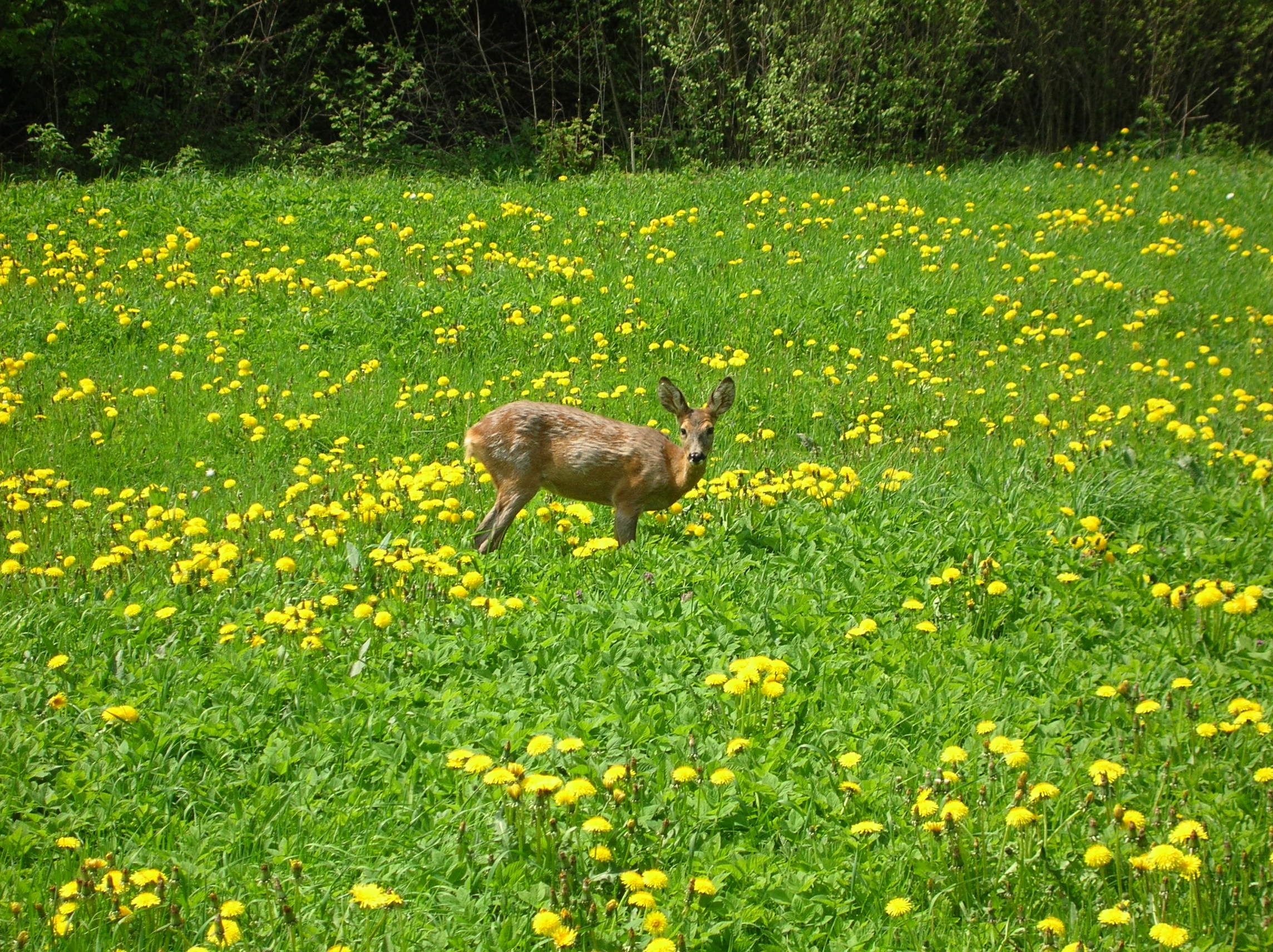 MAJ 2006[1]. Drietoma 050.jpg
