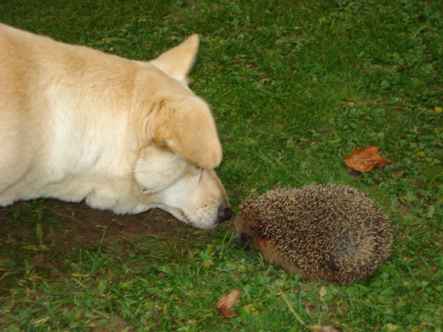 DSC00700.JPG